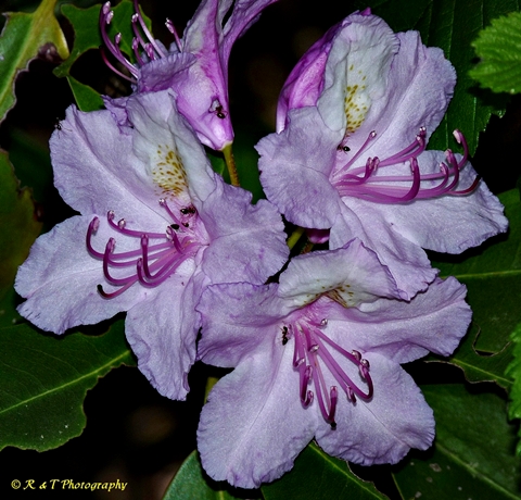 {Rhododendron catawbiense}